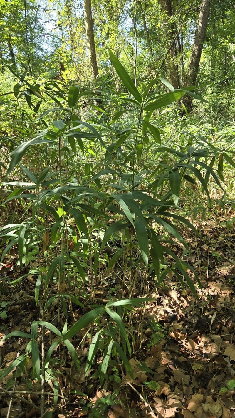 Arundinaria alabamensis photo 8
