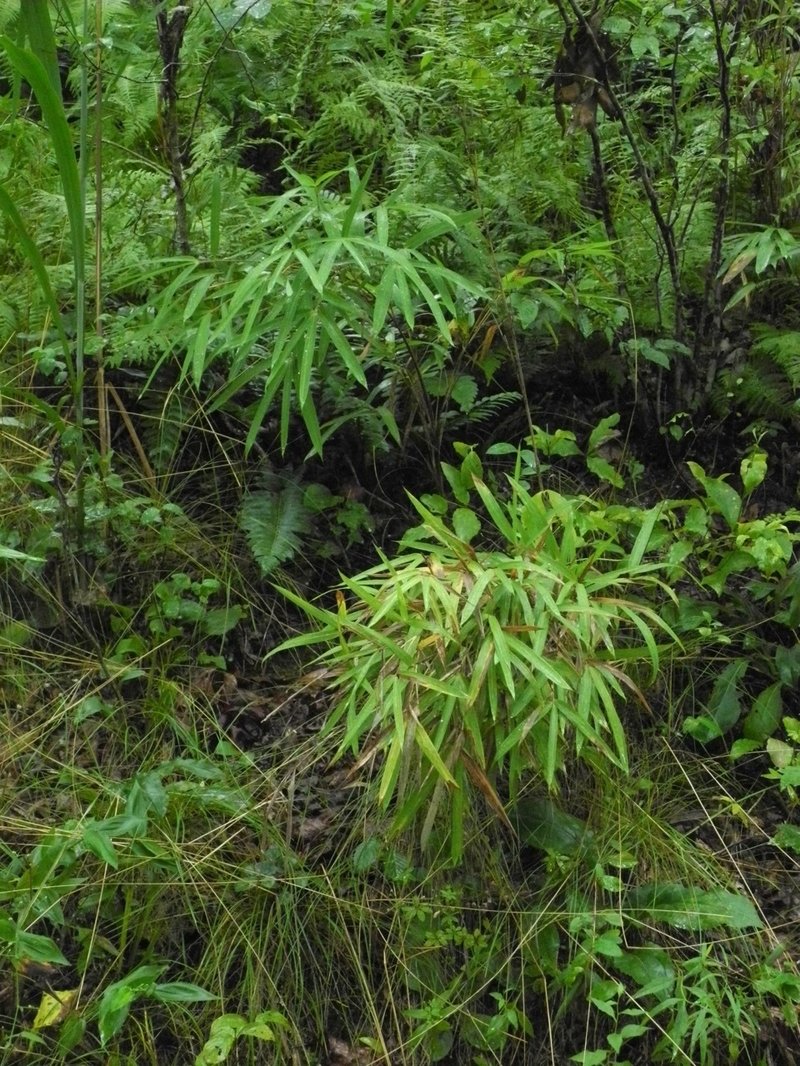 Hill Cane photo 2