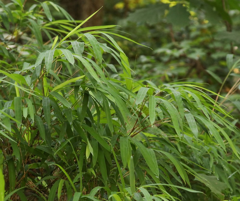 Hill Cane photo 3