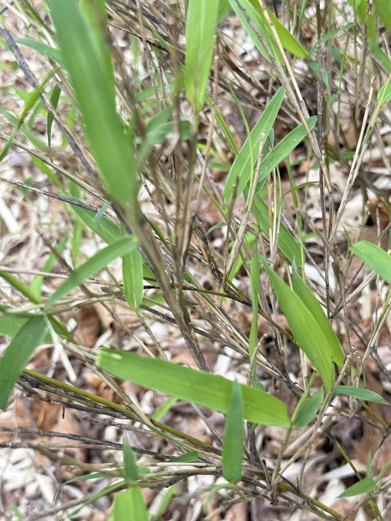 Hill Cane photo 4