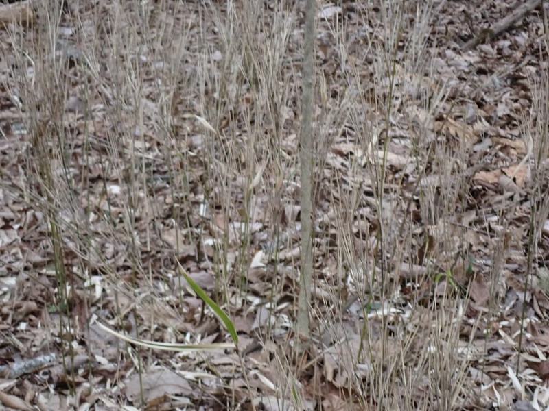 Hill Cane photo 5
