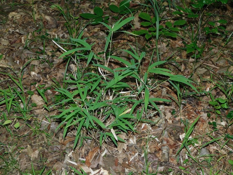 Hill Cane photo 6