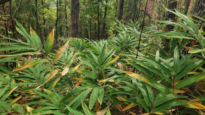 Hill Cane photo 7