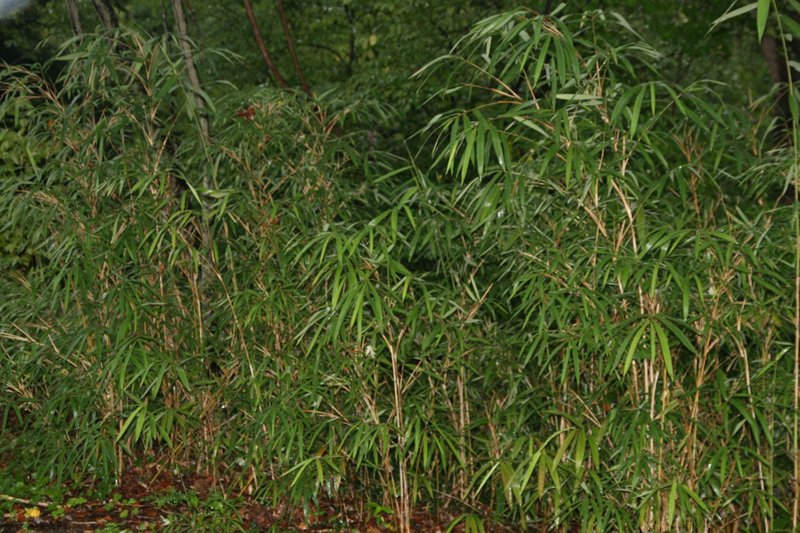 Giant Cane photo 2