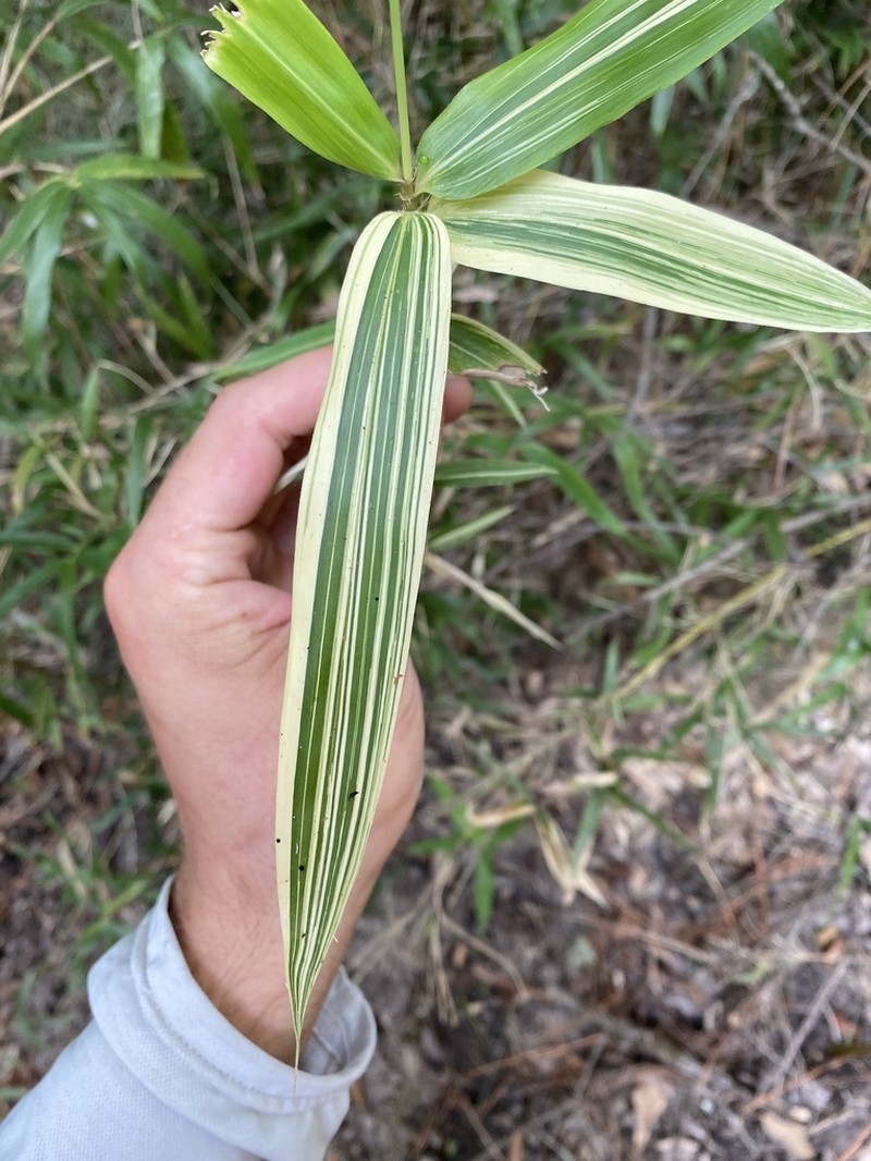 Giant Cane photo 3