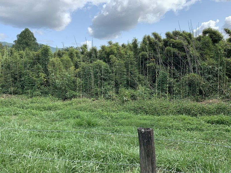 Giant Cane photo 4