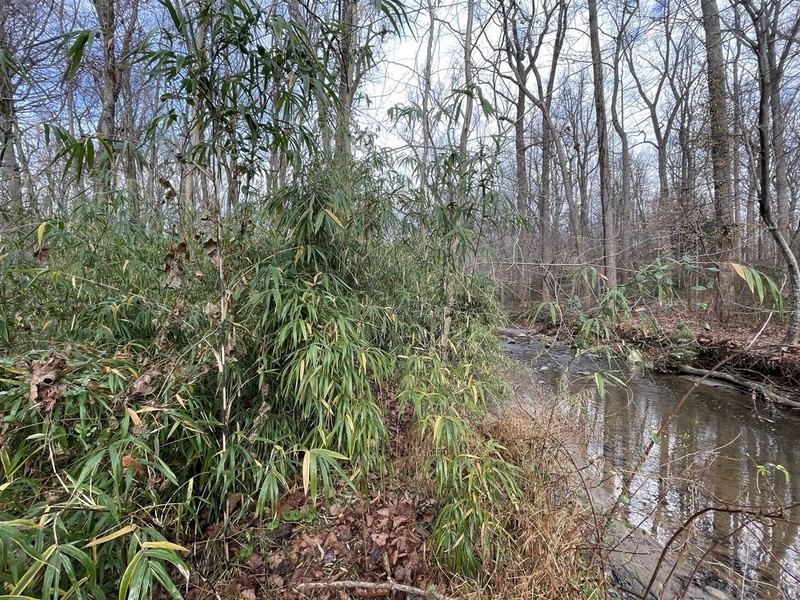 Giant Cane photo 6