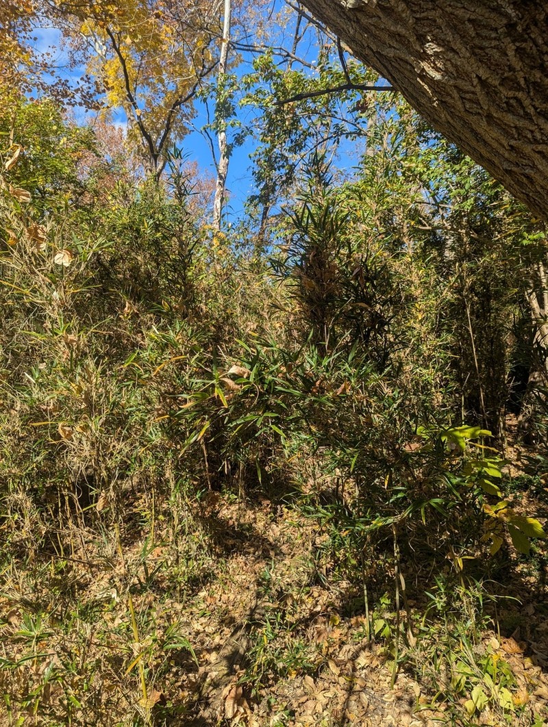 Giant Cane photo 7