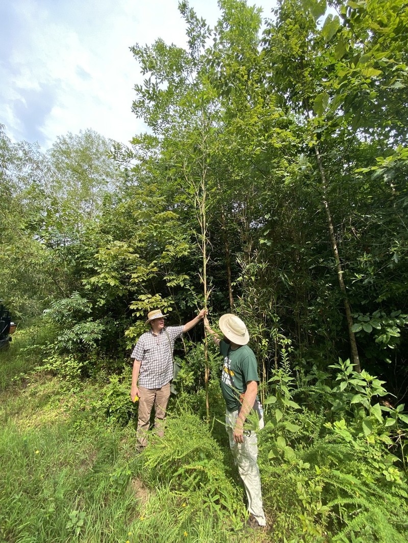 Giant Cane photo 8