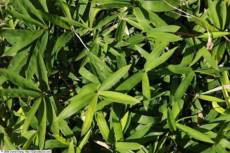 Pygmy Bamboo