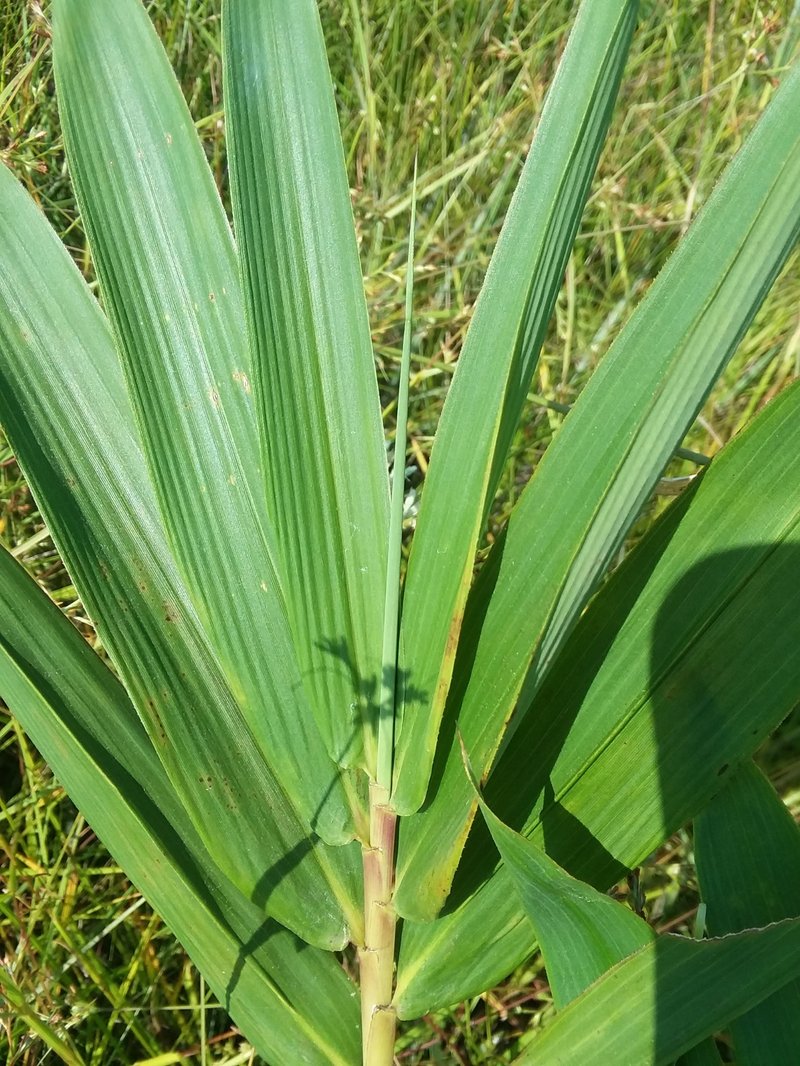 Switchcane photo 4