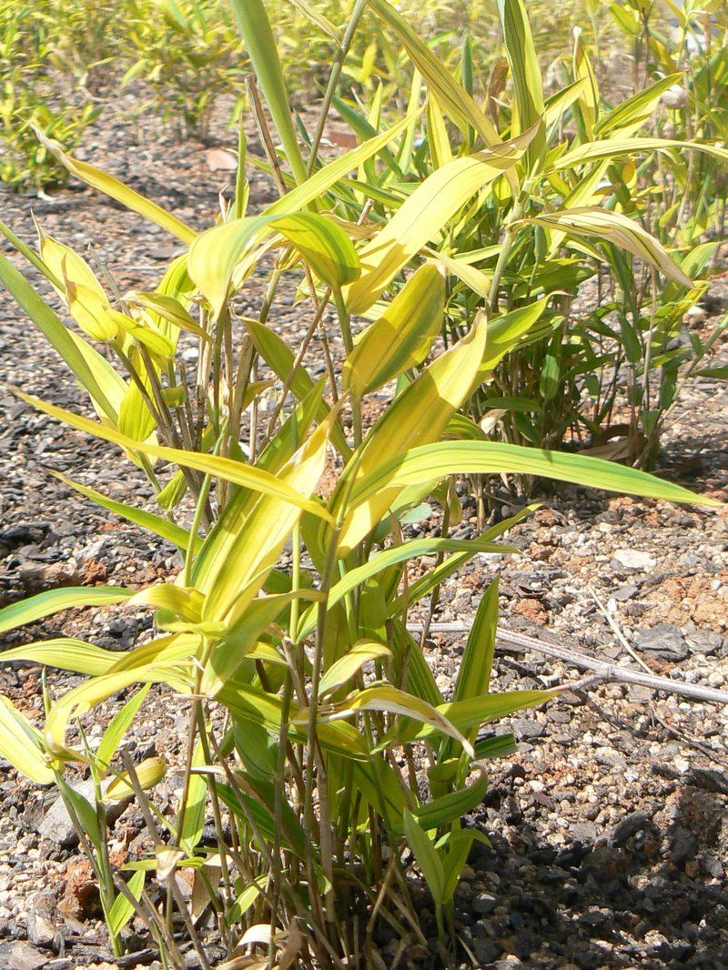 Arundinaria viridistriata