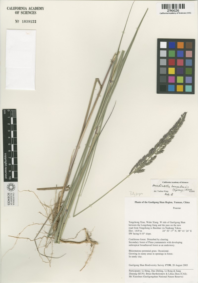 Arundinella bengalensis