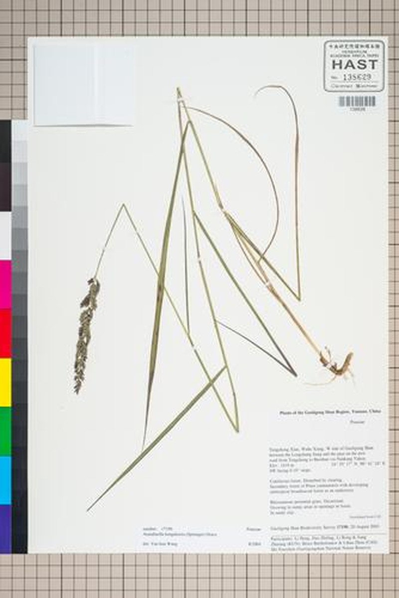 Arundinella bengalensis photo 3