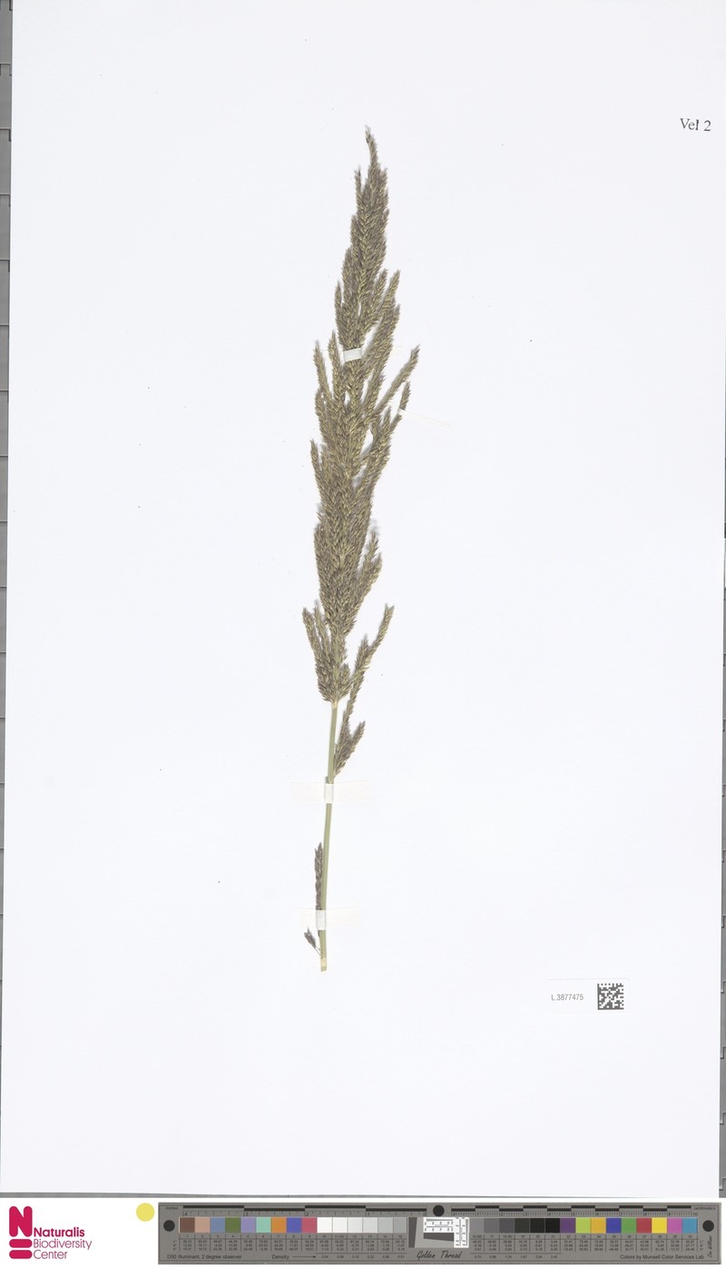 Arundinella bengalensis photo 4