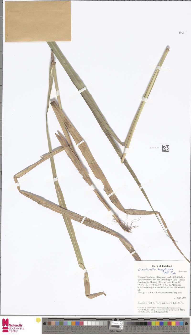 Arundinella bengalensis photo 5