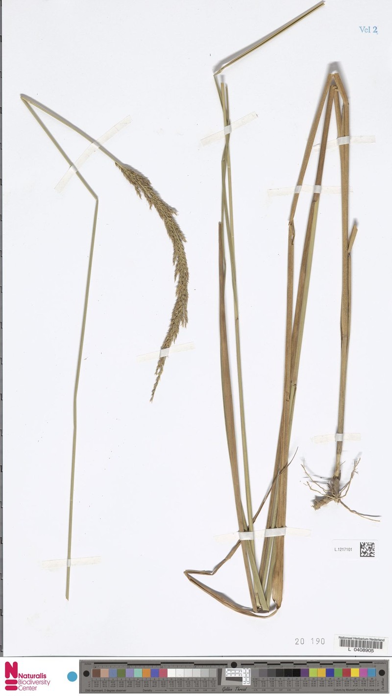 Arundinella bengalensis photo 6