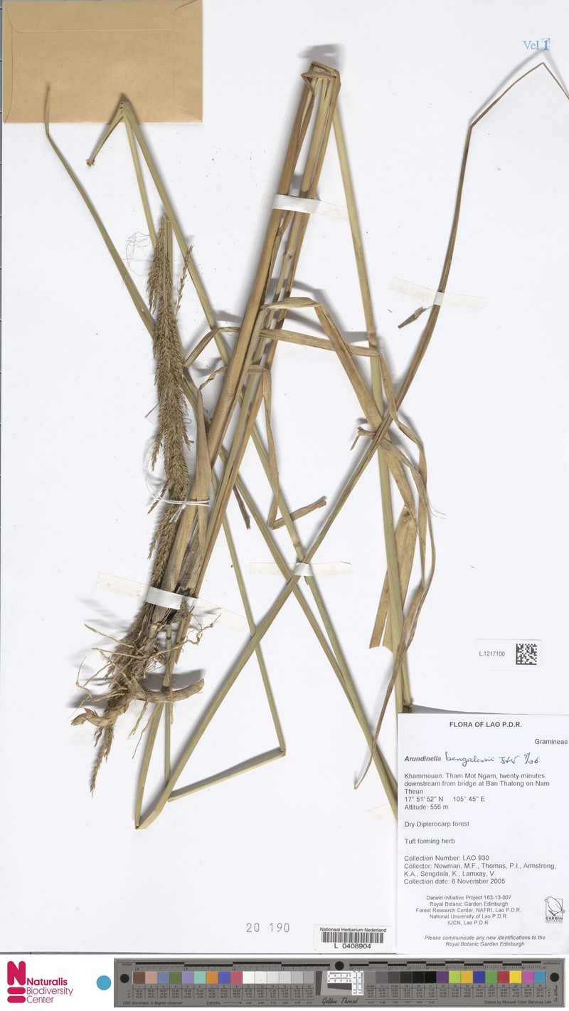 Arundinella bengalensis photo 7