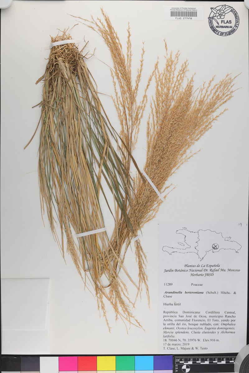Arundinella berteroniana