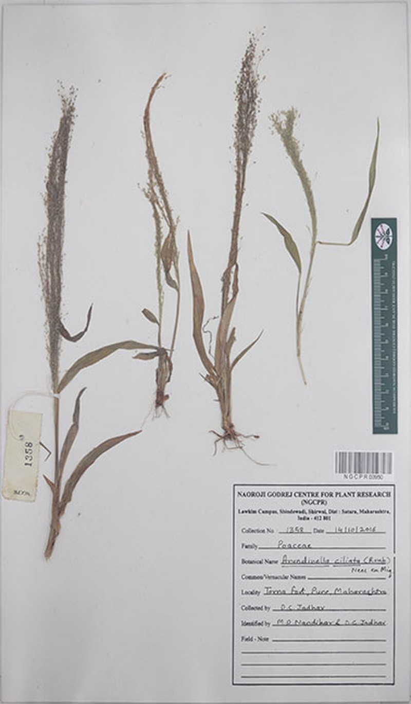 Arundinella ciliata