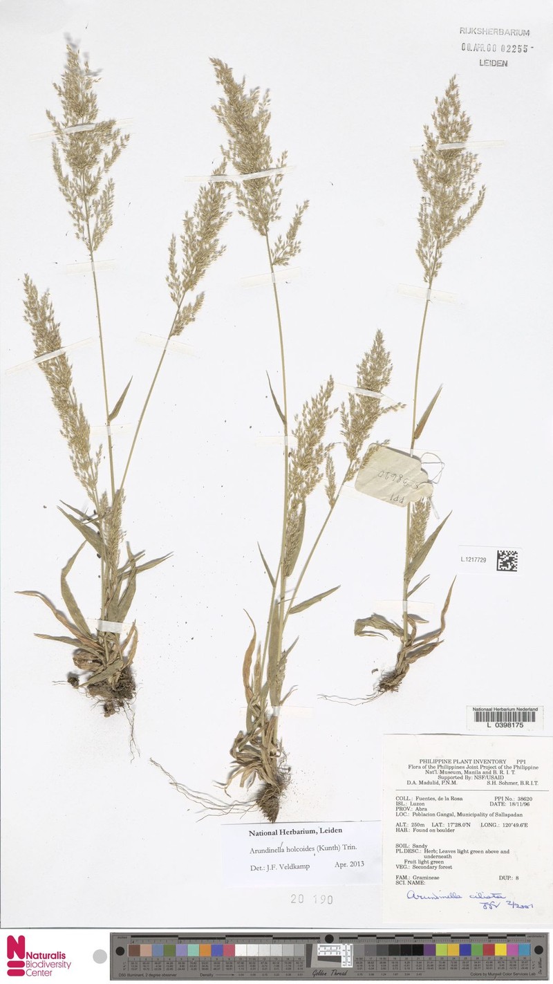 Arundinella ciliata photo 2