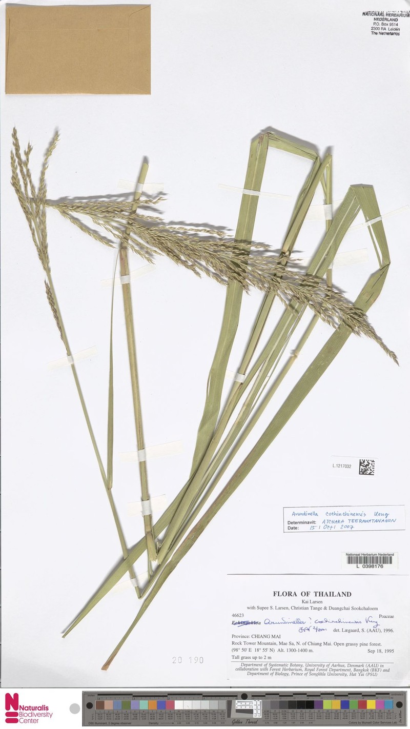 Arundinella cochinchinensis