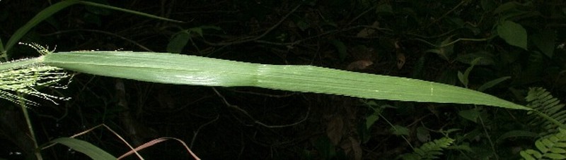 Arundinella deppeana