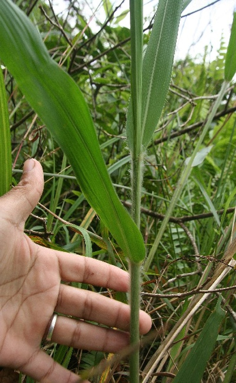 Arundinella deppeana photo 2