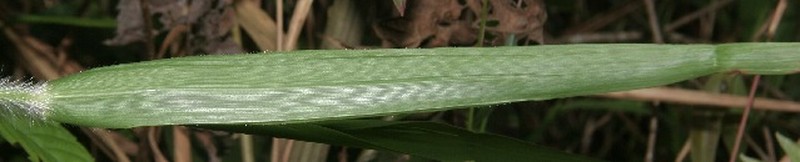 Arundinella deppeana photo 3