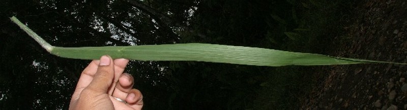 Arundinella deppeana photo 5