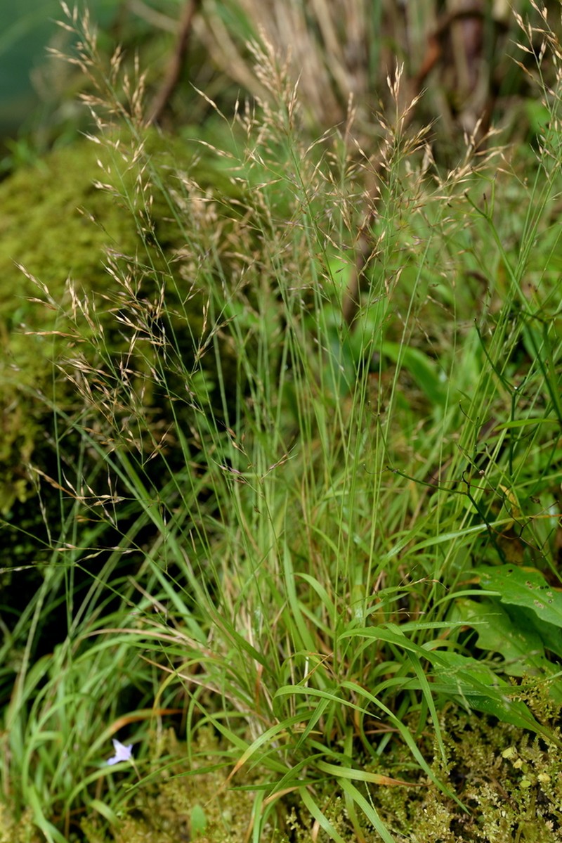 Arundinella filiformis