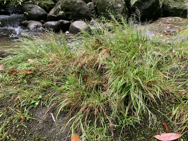 Arundinella filiformis photo 2
