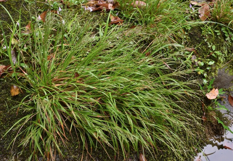 Arundinella filiformis photo 4