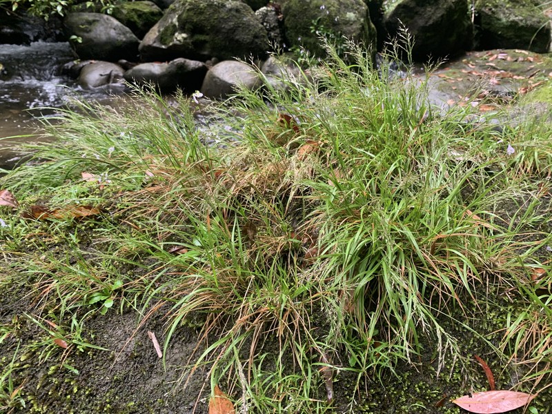 Arundinella filiformis photo 5