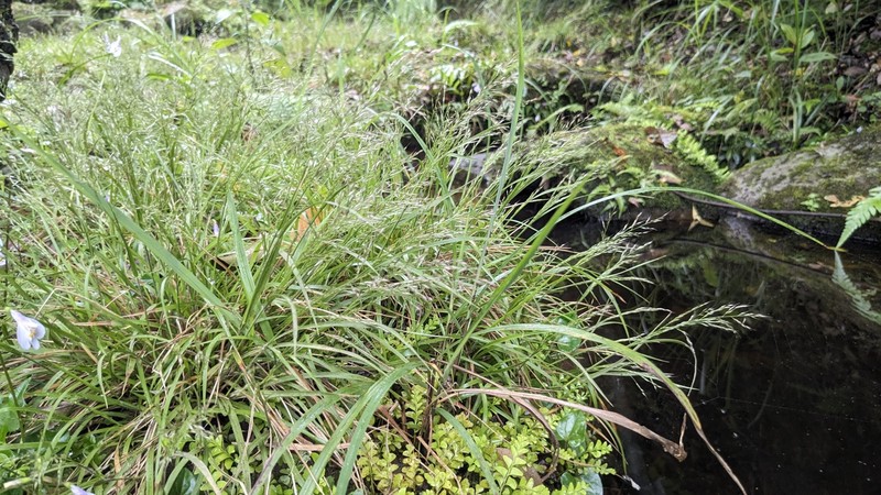 Arundinella filiformis photo 6