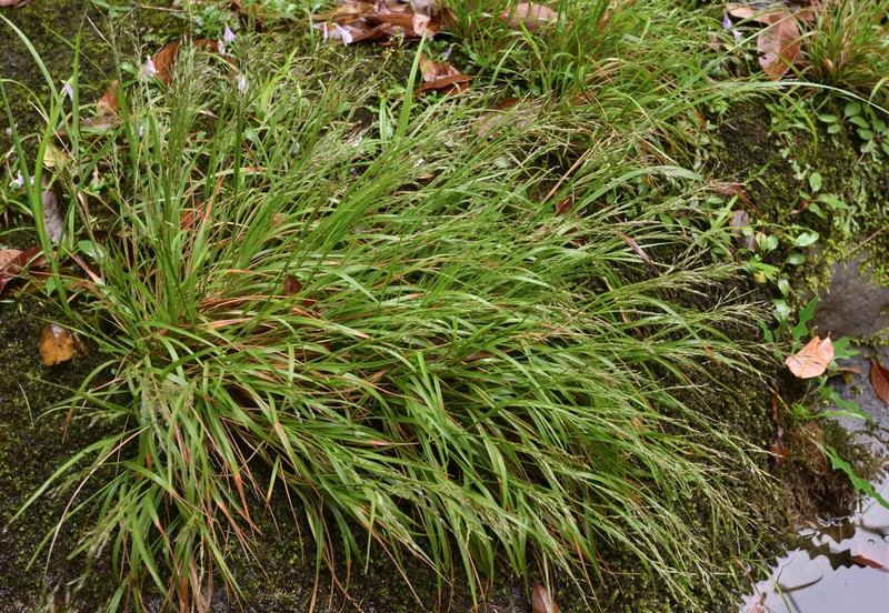 Arundinella filiformis photo 7
