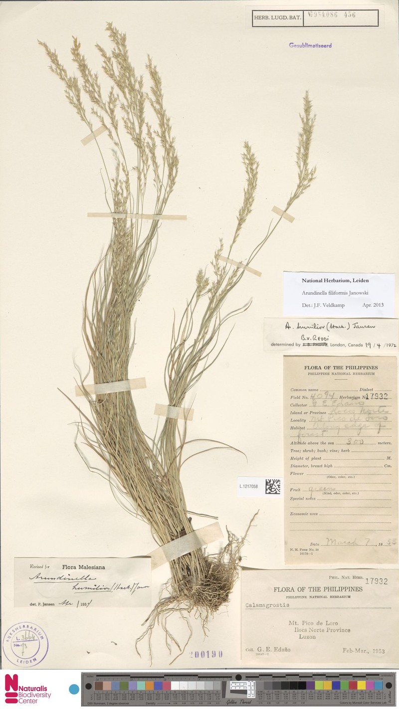 Arundinella filiformis photo 8