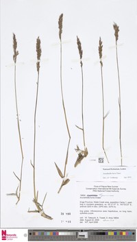 Trisetum latifolium