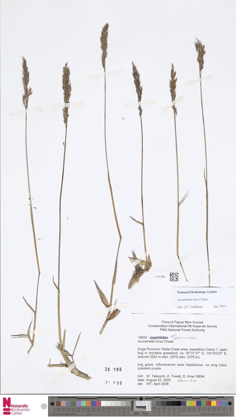 Trisetum latifolium