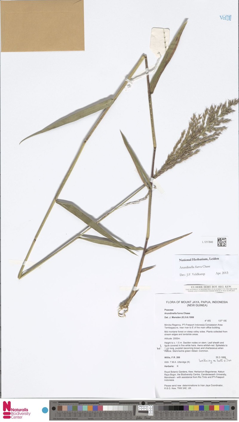 Trisetum latifolium photo 2