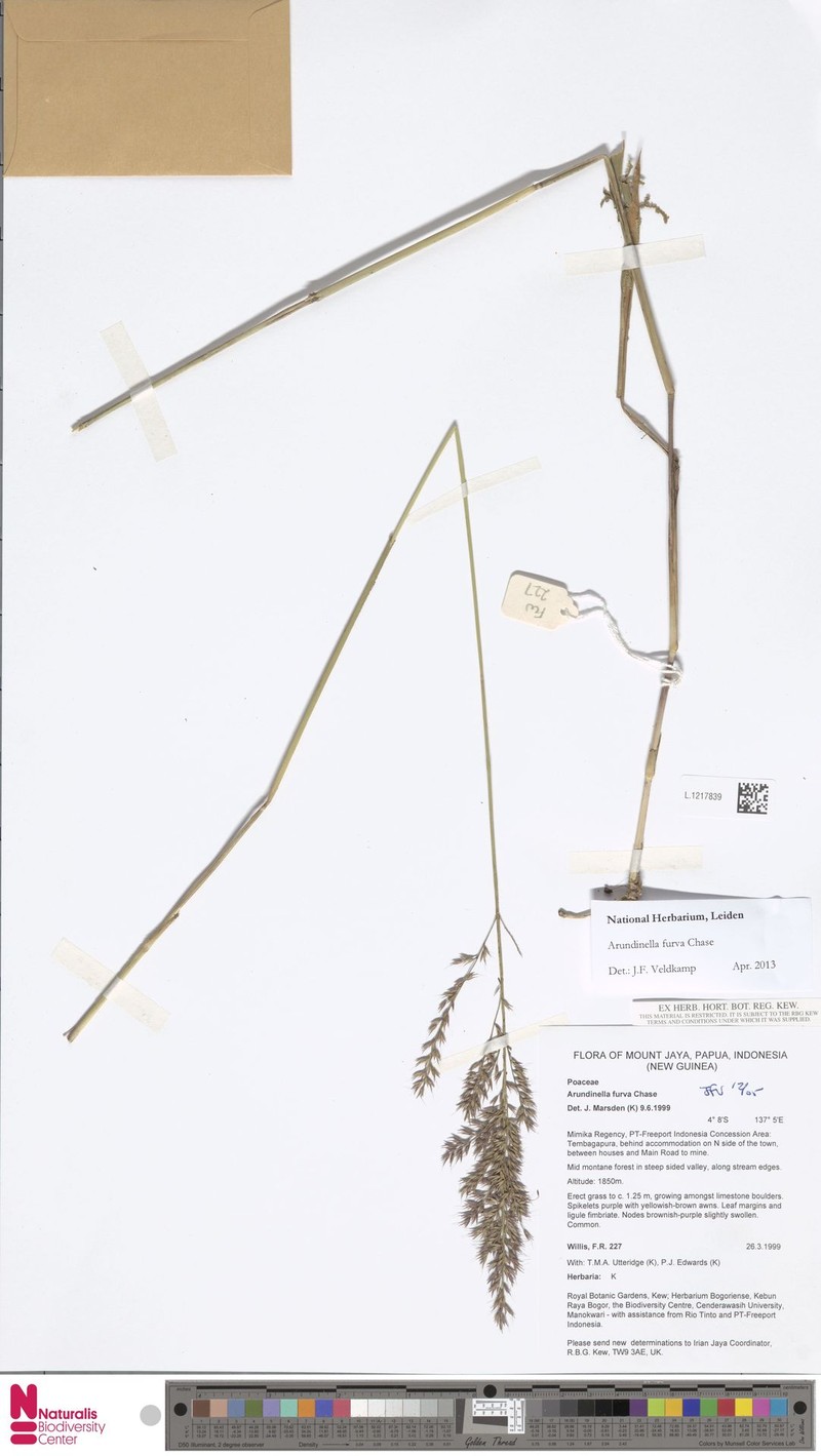 Trisetum latifolium photo 3