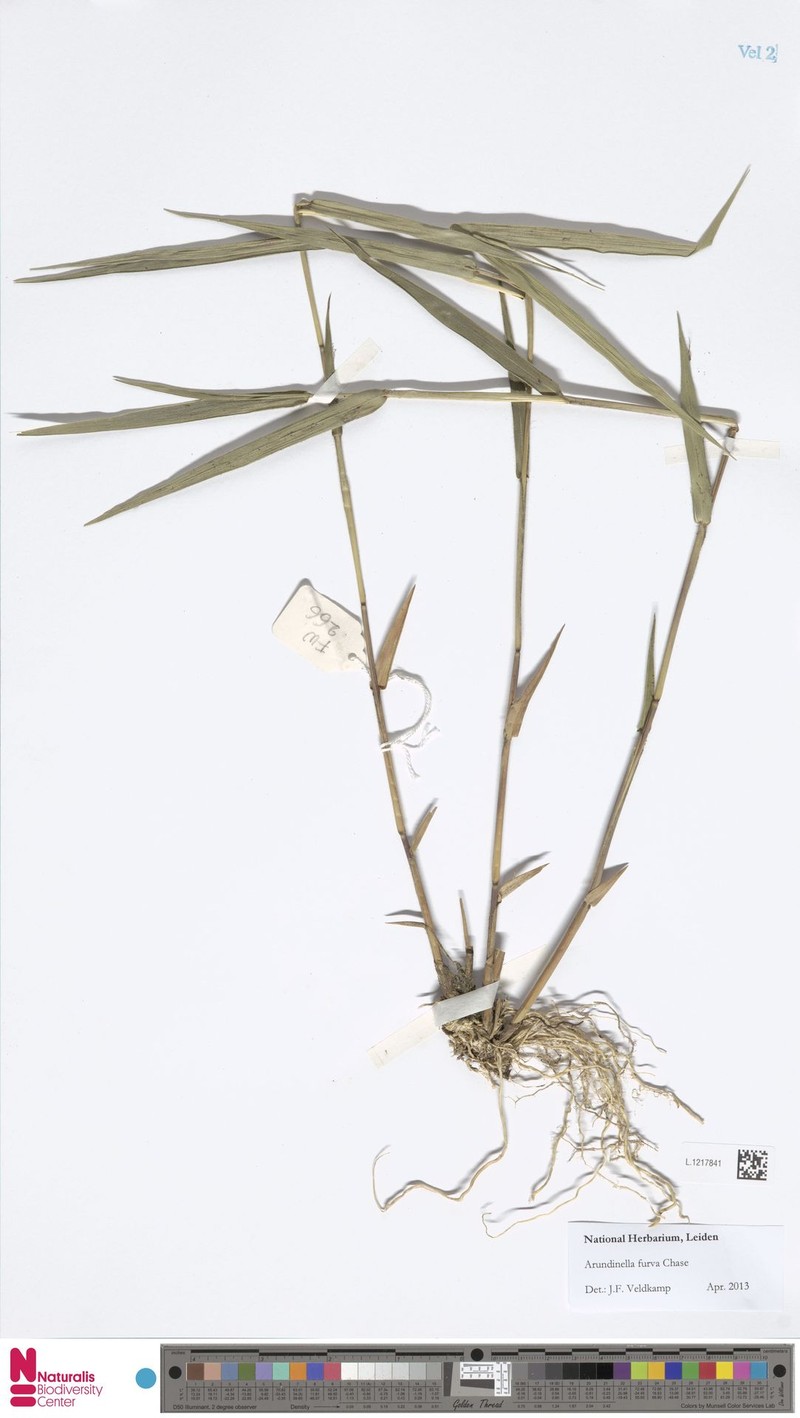 Trisetum latifolium photo 4