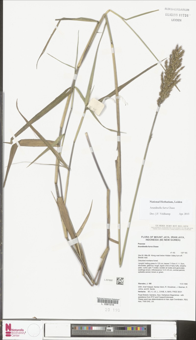 Trisetum latifolium photo 5