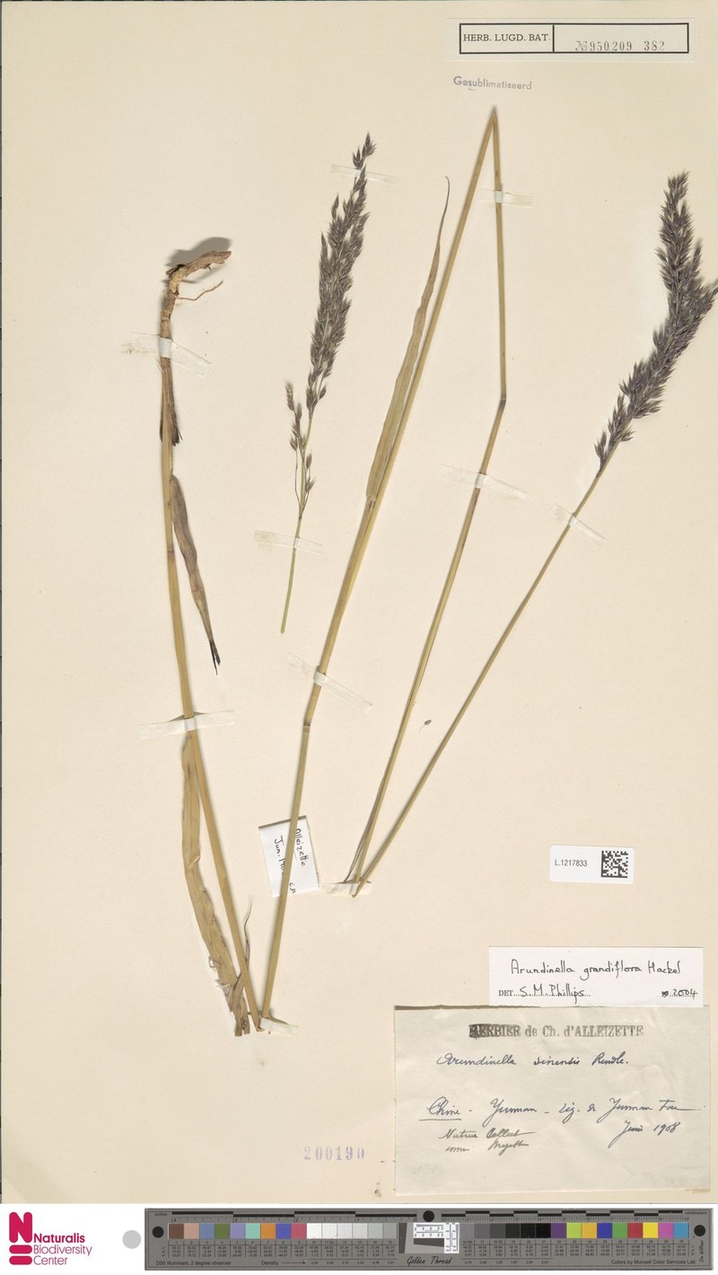 Arundinella grandiflora