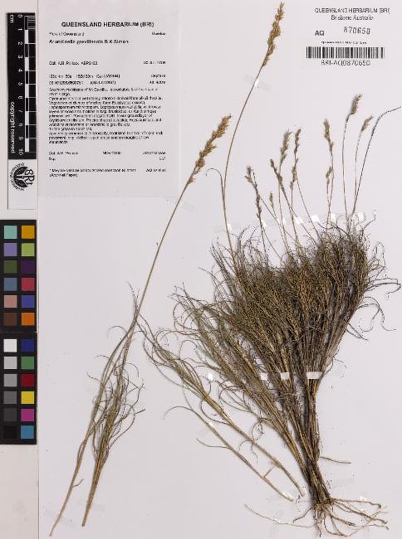 Arundinella grevillensis photo 2