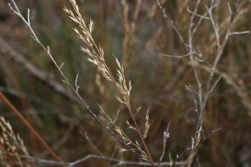 Arundinella grevillensis photo 3