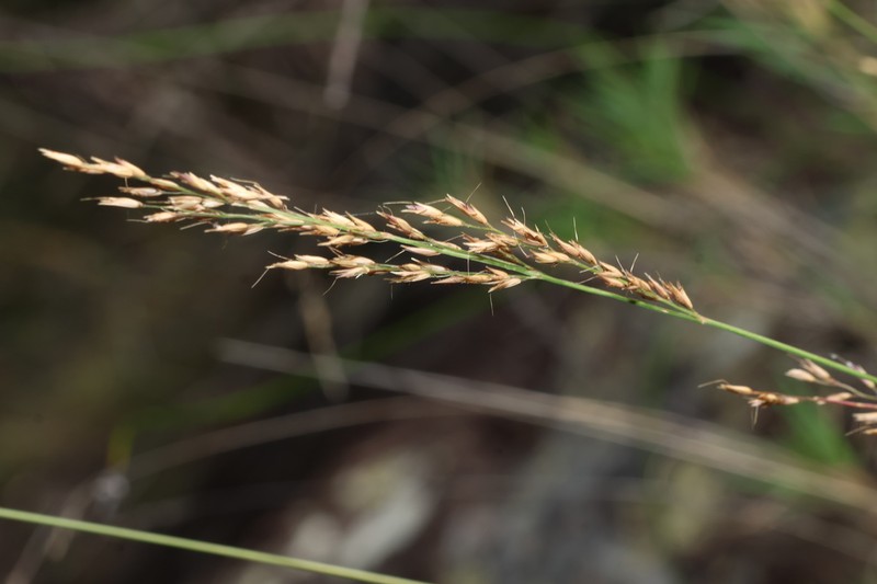 Arundinella grevillensis photo 4