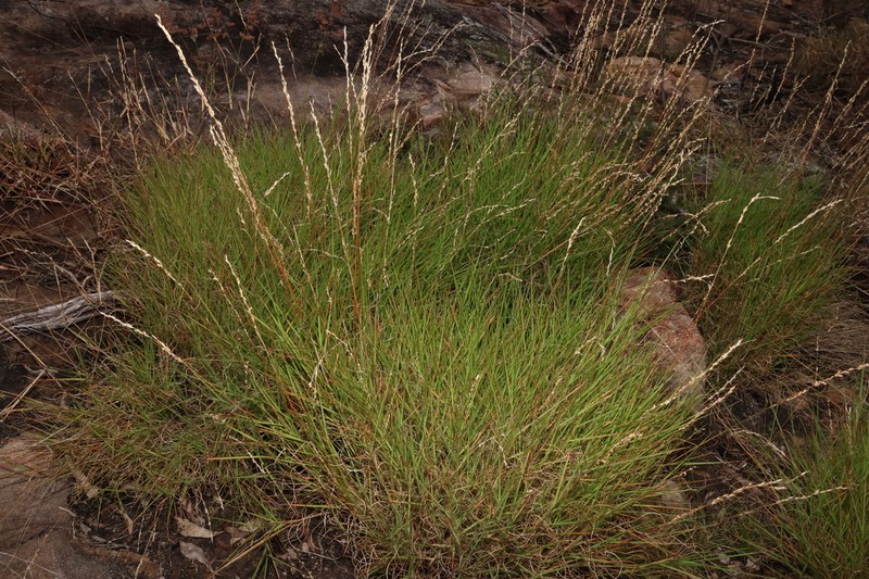 Arundinella grevillensis photo 5