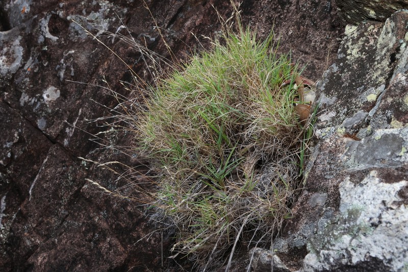 Arundinella grevillensis photo 7