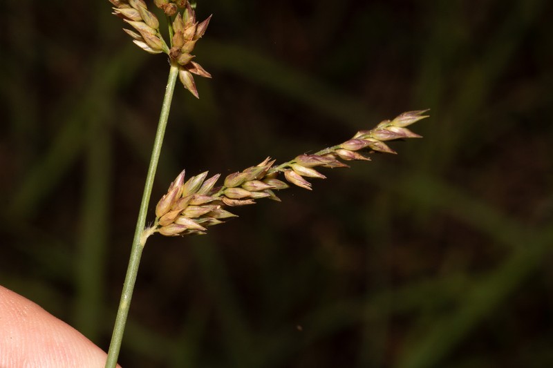 Arundinella hirta photo 2